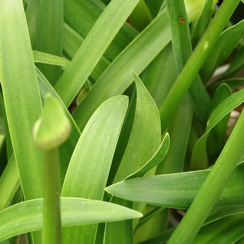 Agapanthe Everpanthus Midnight Moon (Feuillage)