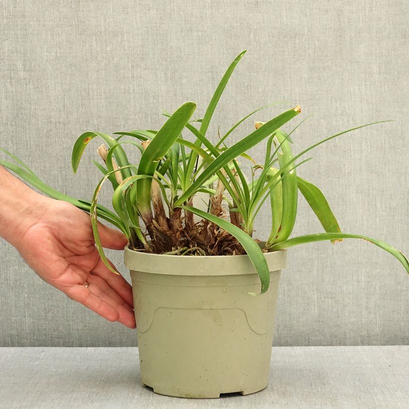 Spécimen de Agapanthe Everpanthus Midnight Moon Pot de 3L/4L tel que livré en été