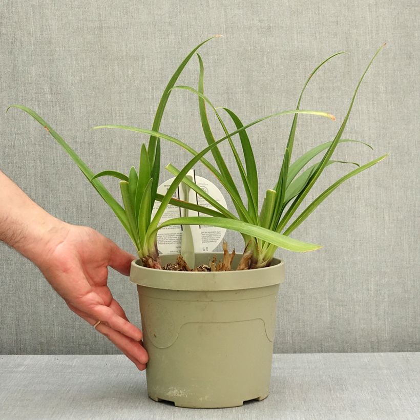 Spécimen de Agapanthe Everpanthus Midnight Moon Pot de 3L/4L tel que livré au printemps
