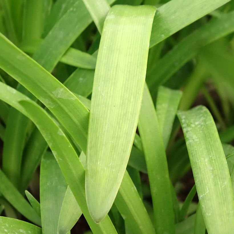 Agapanthe Glacier Stream (Foliage)