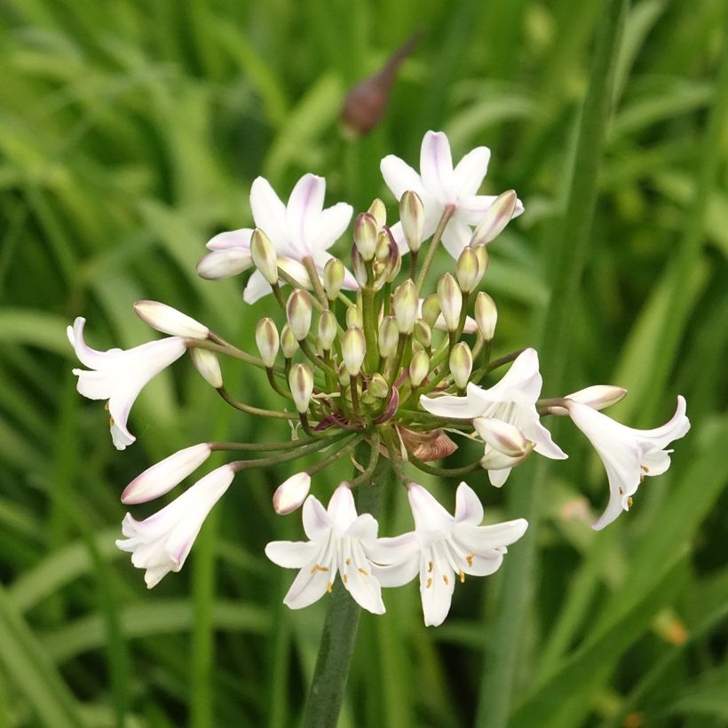 Agapanthe Glacier Stream (Flowering)