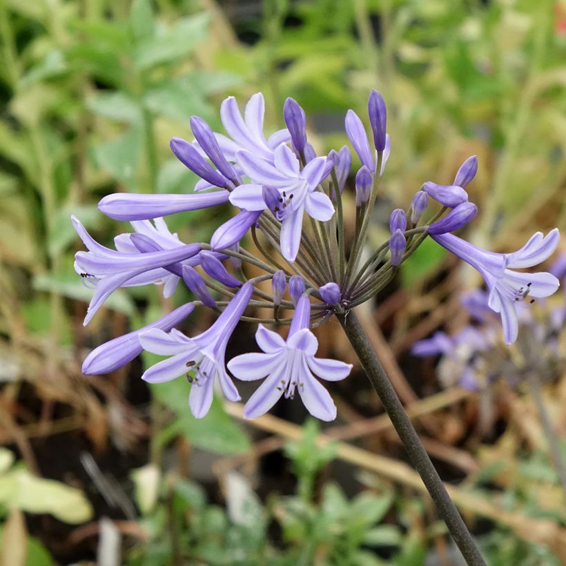 Agapanthe Headbourne Blue (Flowering)