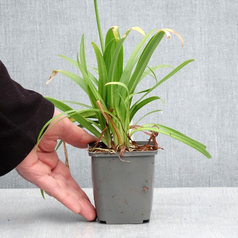 Example of Agapanthe hybride Ever White Godet de 8/9 cm as you get in printemps