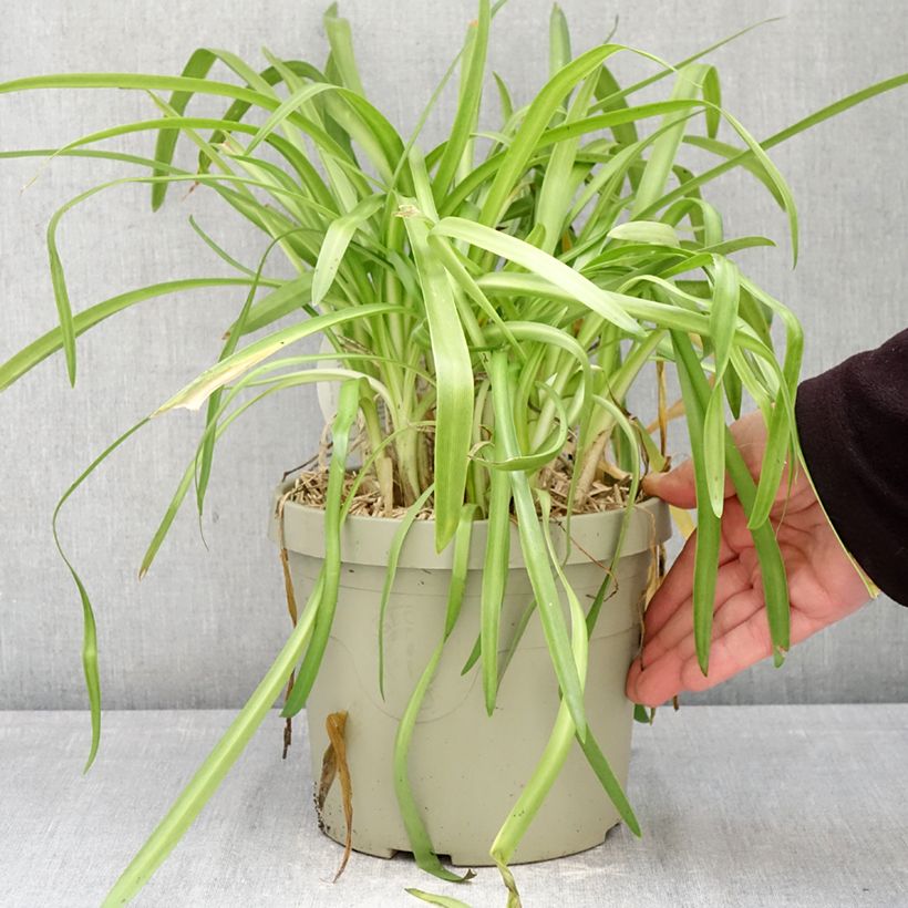 Spécimen de Agapanthe hybride Ever White Pot de 3L/4L tel que livré au printemps
