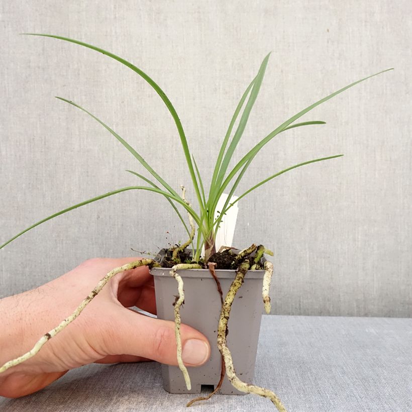 Example of Agapanthe hybride Fireworks Godet de 8/9 cm as you get in hiver