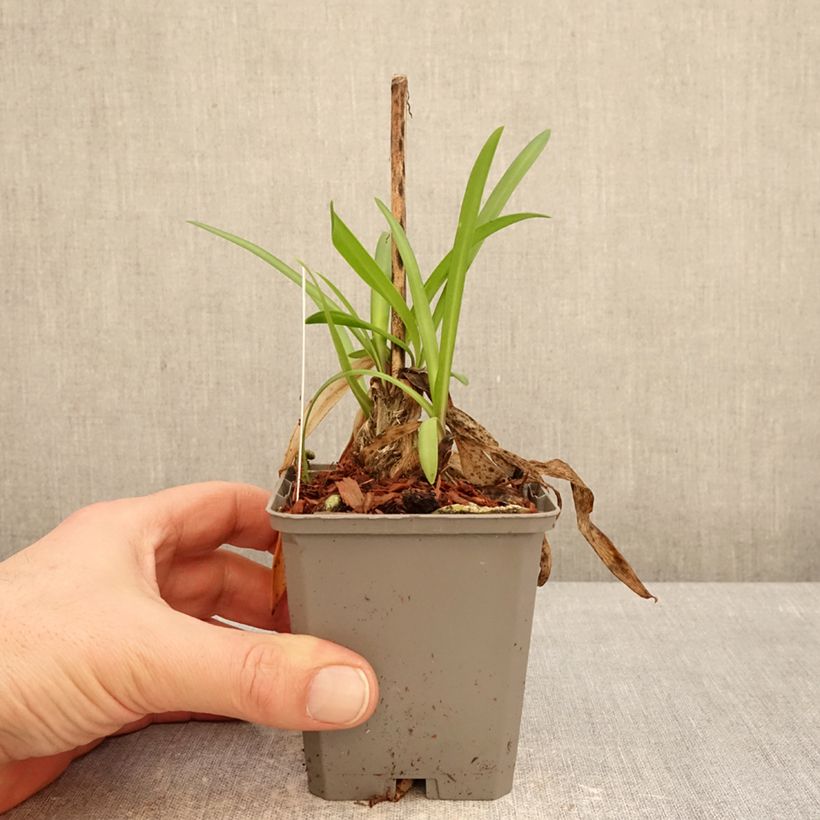 Spécimen de Agapanthe hybride Star Poppin’ Star (AMDB002) Godet de 8/9 cm tel que livré en hiver