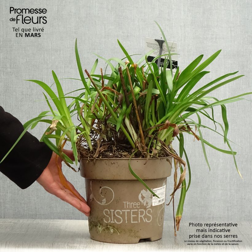 Example of Agapanthe hybride Three Sisters Pot de 6L/7L as you get in printemps