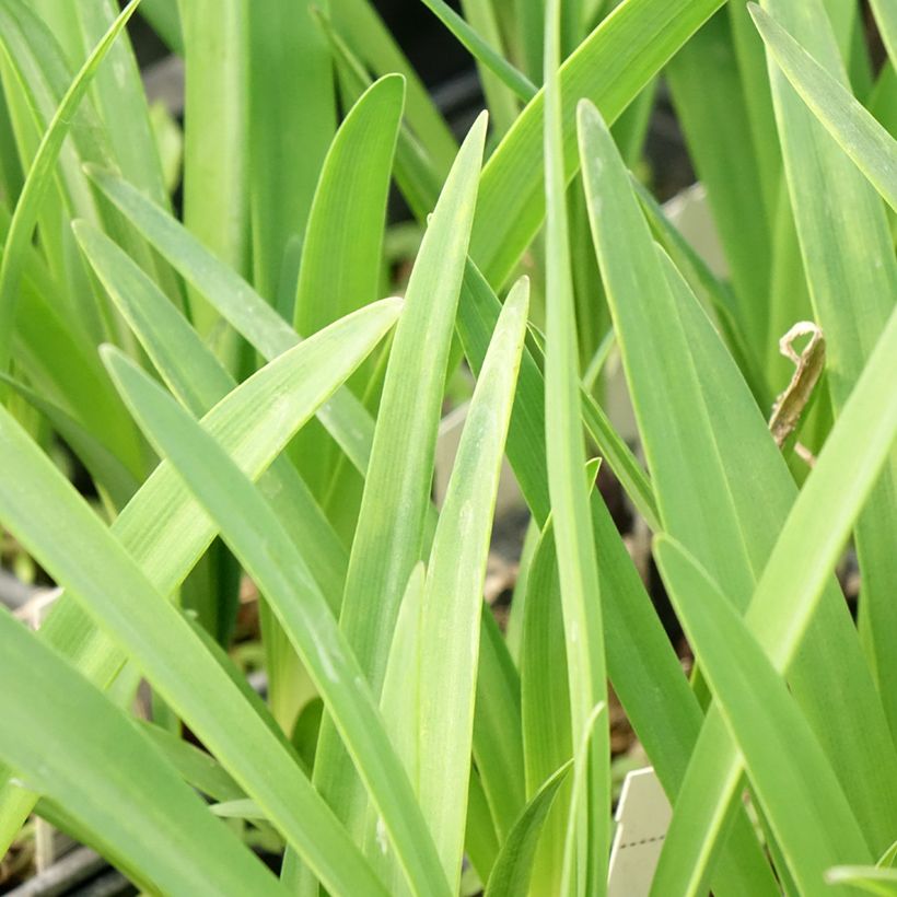 Agapanthe Intermedius (Foliage)