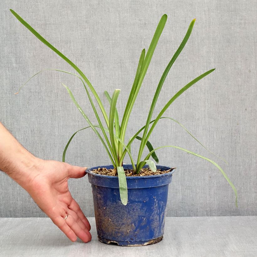 Spécimen de Agapanthe Intermedius Pot de 4L/5L tel que livré en automne