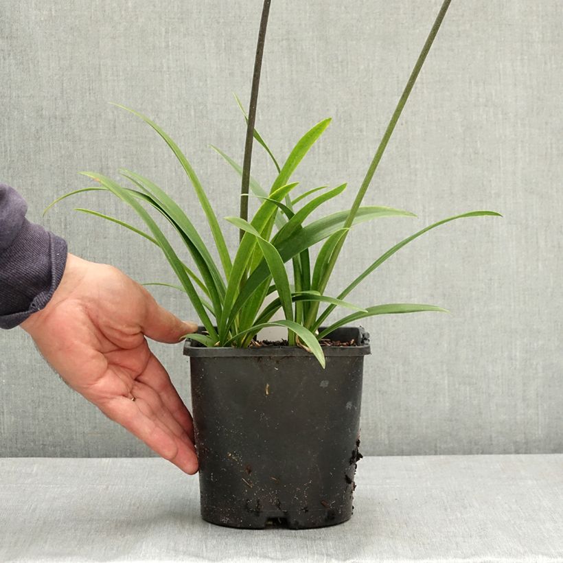 Spécimen de Agapanthe Intermedius Pot de 4L/5L tel que livré en été