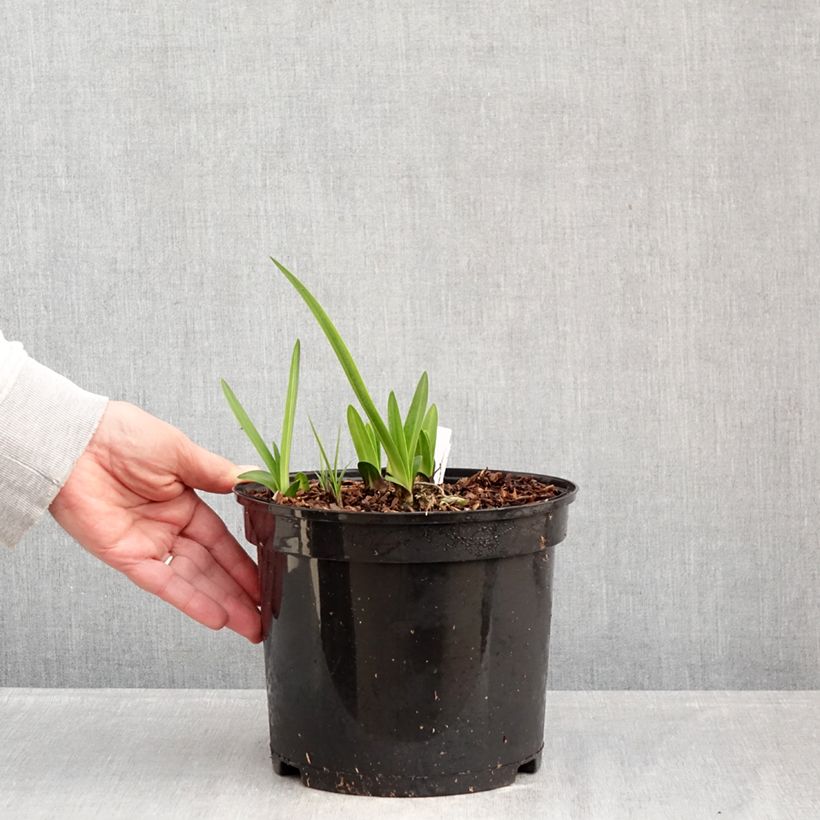 Example of Agapanthe Intermedius Pot de 4L/5L as you get in hiver