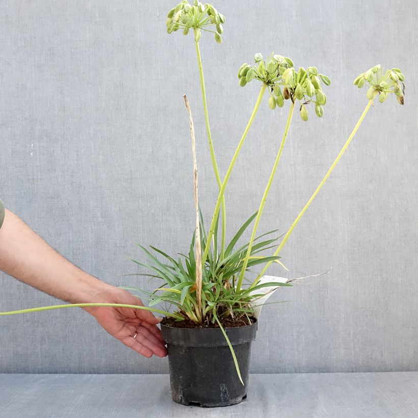 Spécimen de Agapanthe Mi Casa Pot de 3L/4L tel que livré en été
