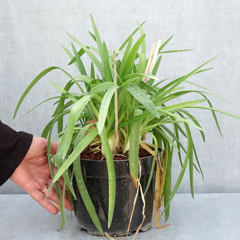 Example of Agapanthe Mi Casa Pot de 3L/4L as you get in printemps