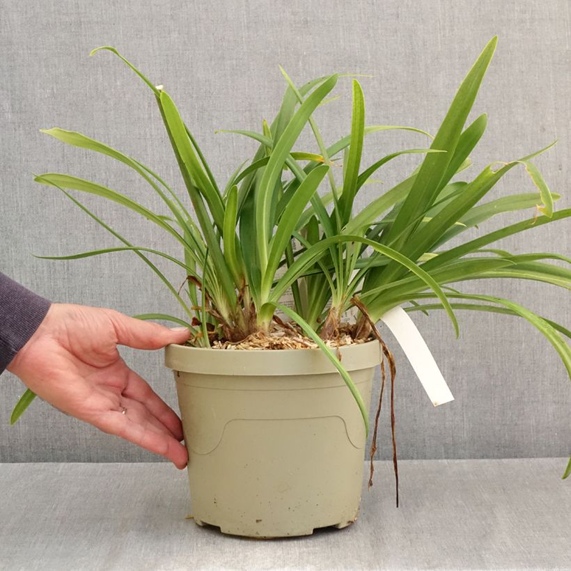 Example of Agapanthe Midnight Sky Pot de 3L/4L as you get in automne