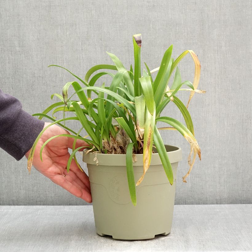Spécimen de Agapanthe Midnight Sky Pot de 3L/4L tel que livré au printemps