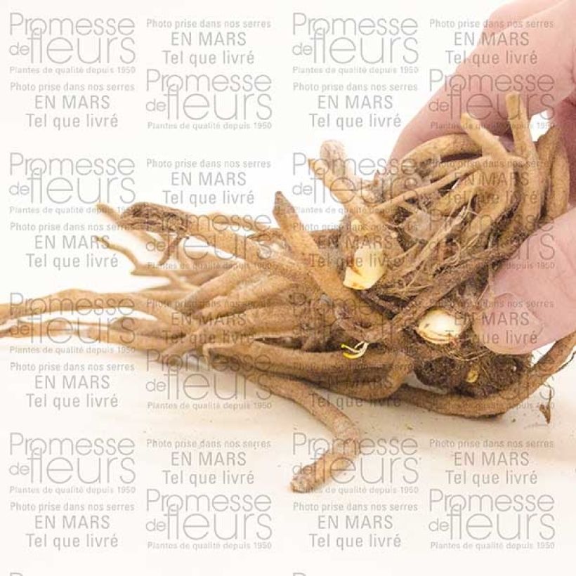 Example of Agapanthe Docteur Brouwer Souche 1/2 yeux as you get