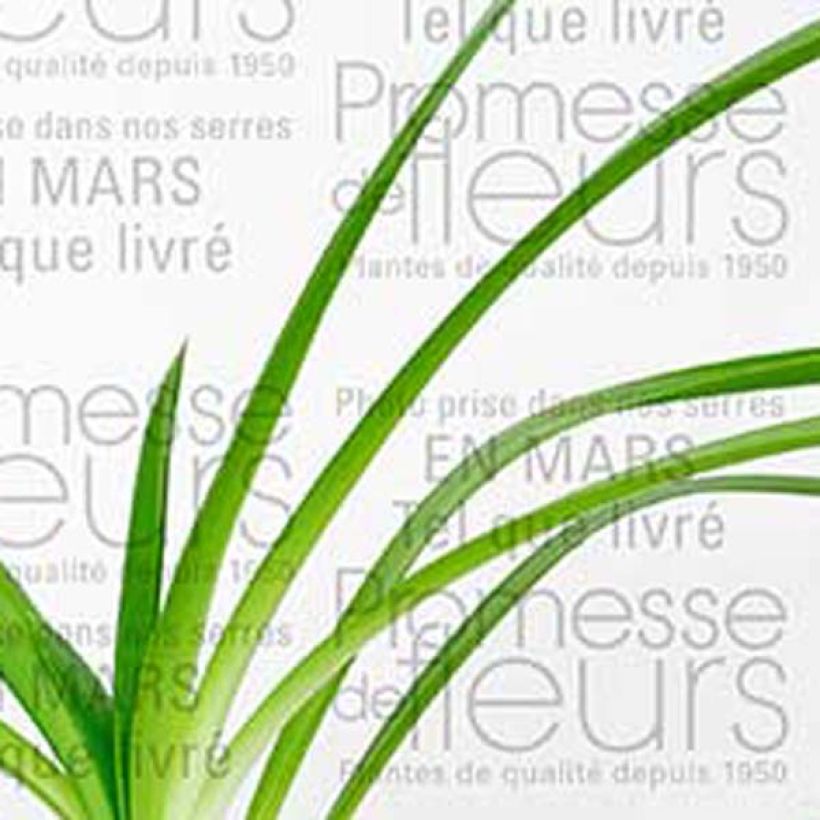 Agapanthe Queen Mum (Foliage)