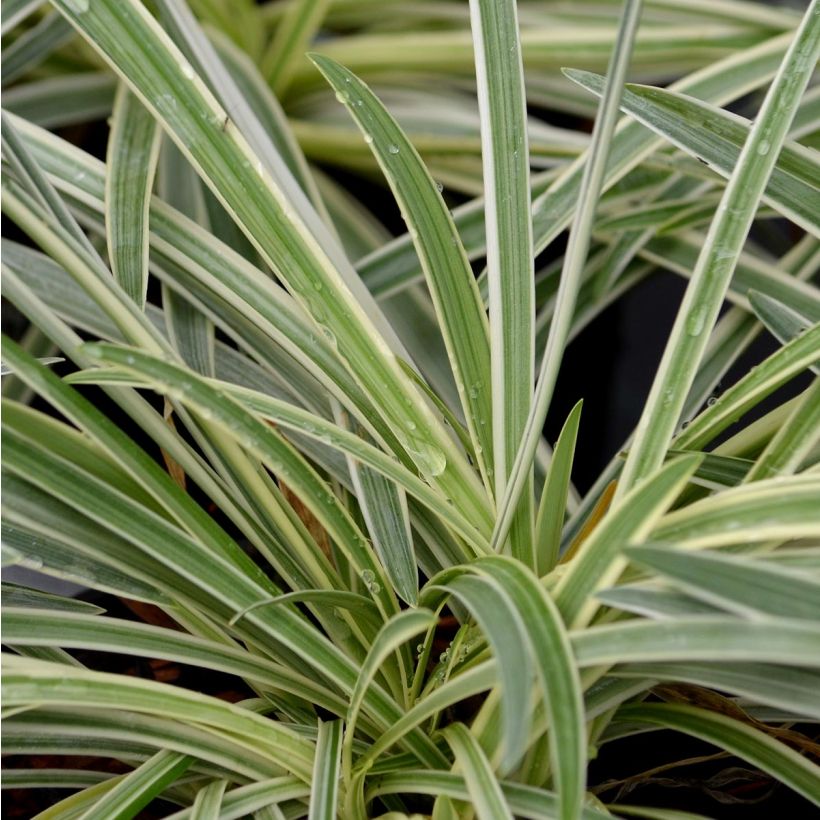 Agapanthe Tinkerbell (Foliage)