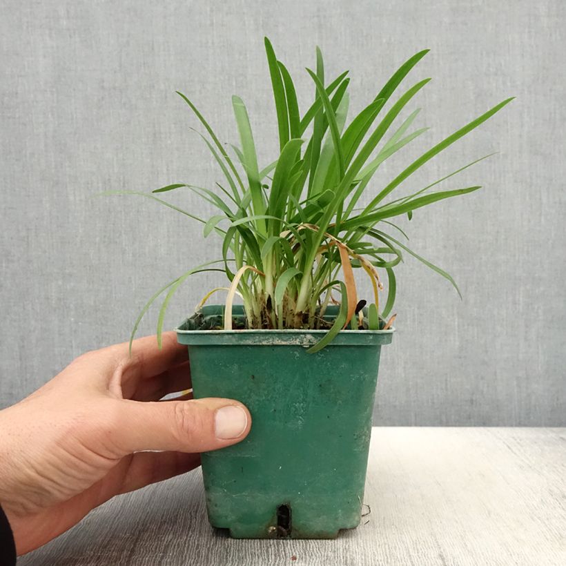 Example of Agapanthe Peter Pan Pot de 1L/1,5L as you get in printemps