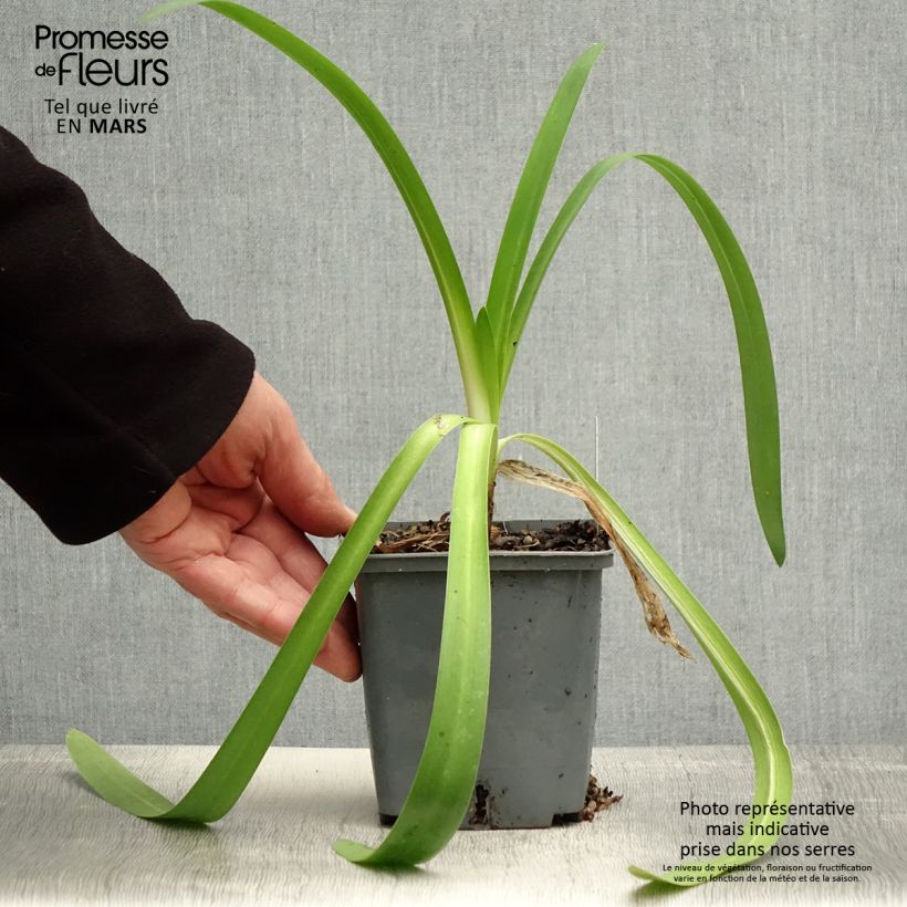 Example of Agapanthe Phantom Pot de 1L/1,5L as you get in printemps