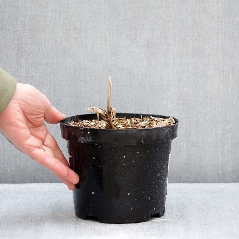 Example of Agapanthe Polar Ice Pot de 2L/3L as you get in hiver