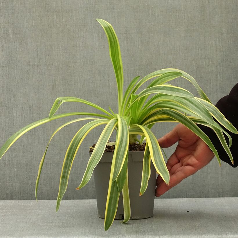 Spécimen de Agapanthe praecox Zambezi Pot de 2L/3L tel que livré au printemps