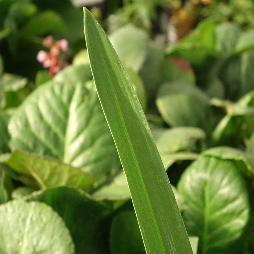 Agapanthe Purple Heart (Foliage)