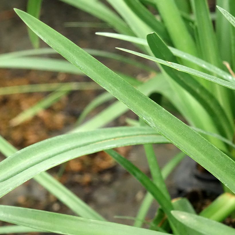 Agapanthe Royal Velvet (Foliage)