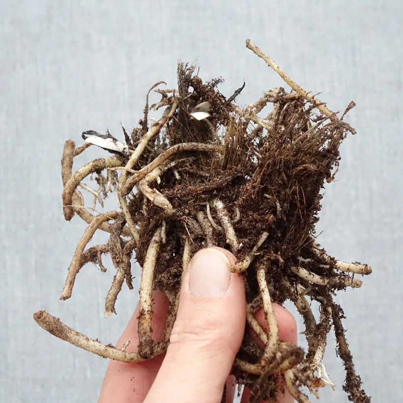 Example of Agapanthe Silver Moon Racines nues, Qualité Extra équivalant à un pot de 2L as you get in hiver