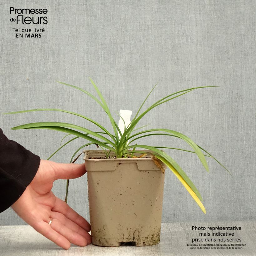 Example of Agapanthe Strawberry Ice Pot de 2L/3L as you get in printemps