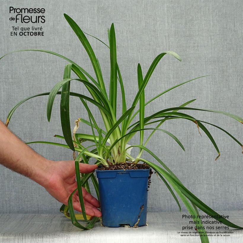 Spécimen de Agapanthe Twister Pot de 1,5L/2L tel que livré en automne