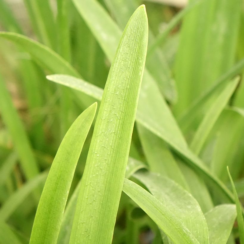 Agapanthe Vallée de la Loire (Foliage)