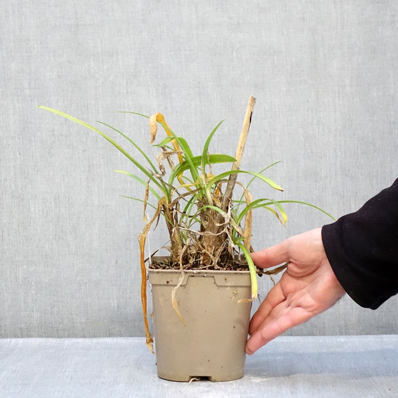 Example of Agapanthe Vallée de la Loire Pot de 2L/3L as you get in hiver