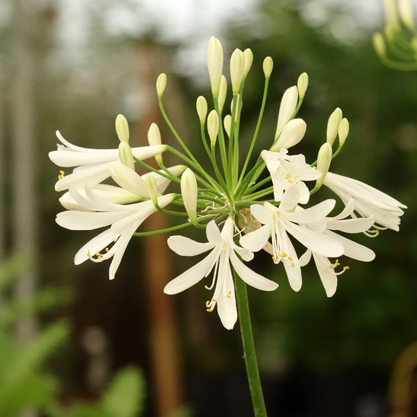 Agapanthe White Baby (Flowering)