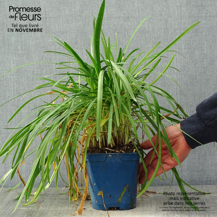 Spécimen de Agapanthe White Baby Pot de 2L/3L tel que livré en automne