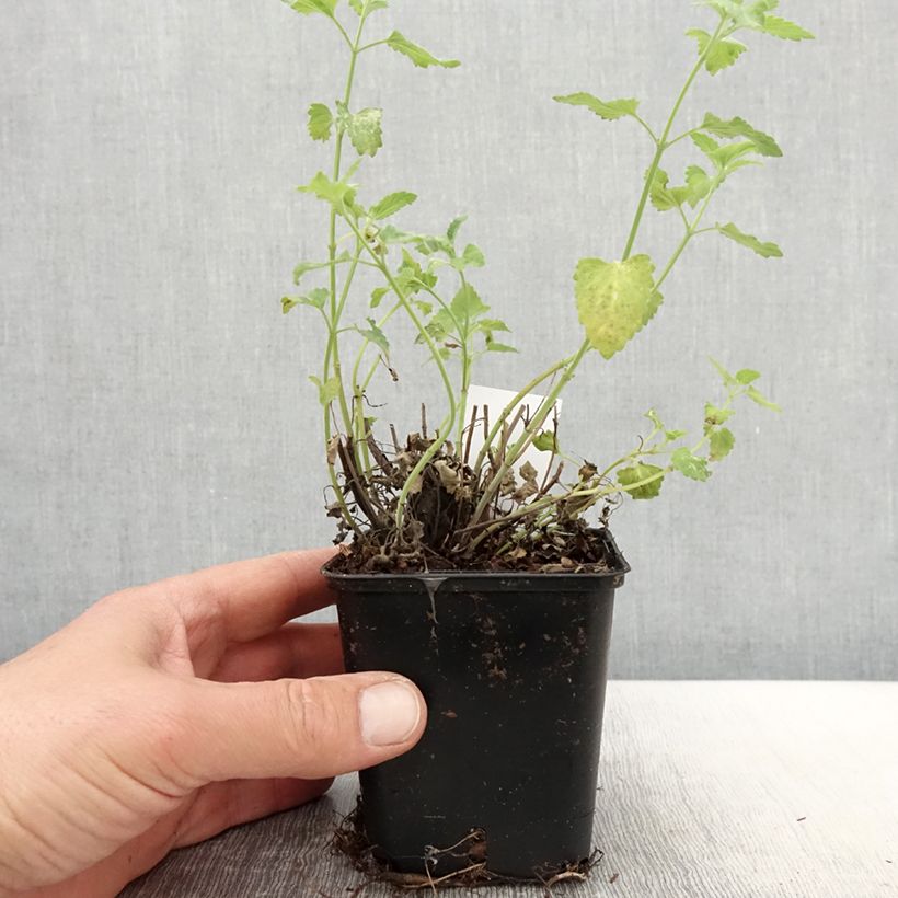 Example of Agastache aurantiaca Apricot Sprite - Agastache dorée Godet de 8/9 cm as you get in printemps