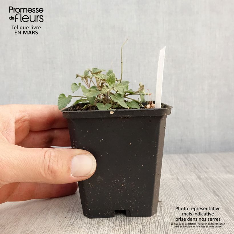 Example of Agastache Barberi Firebird Godet de 8/9 cm as you get in printemps