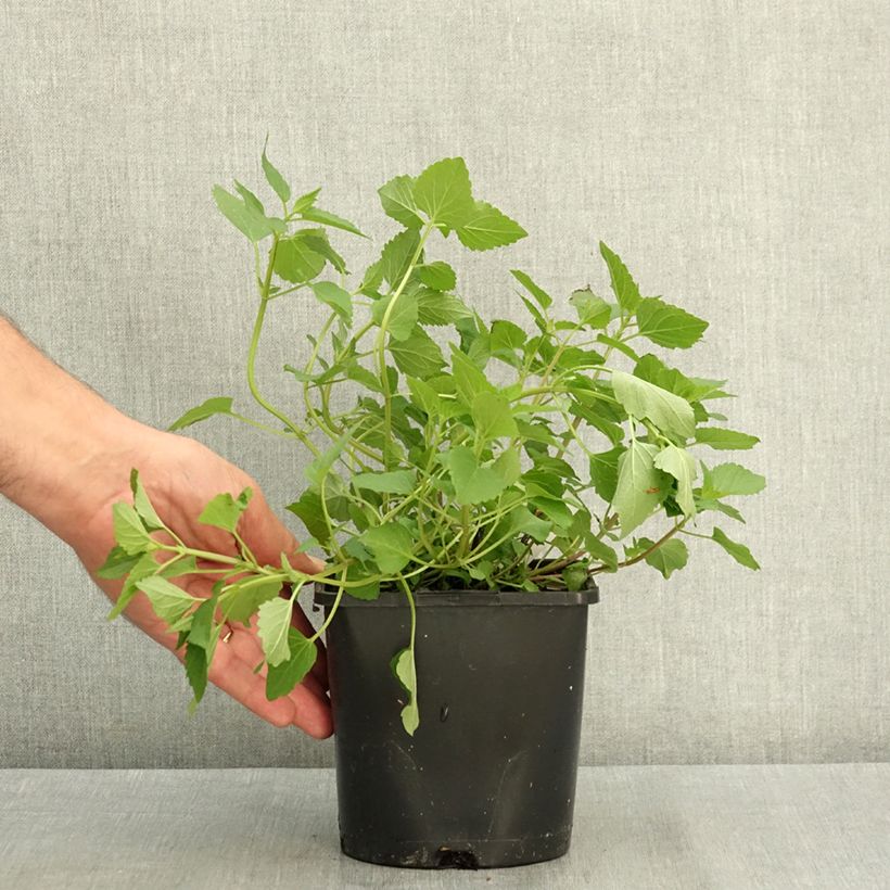 Spécimen de Agastache Beelicious Pink Pot de 2L/3L tel que livré en été
