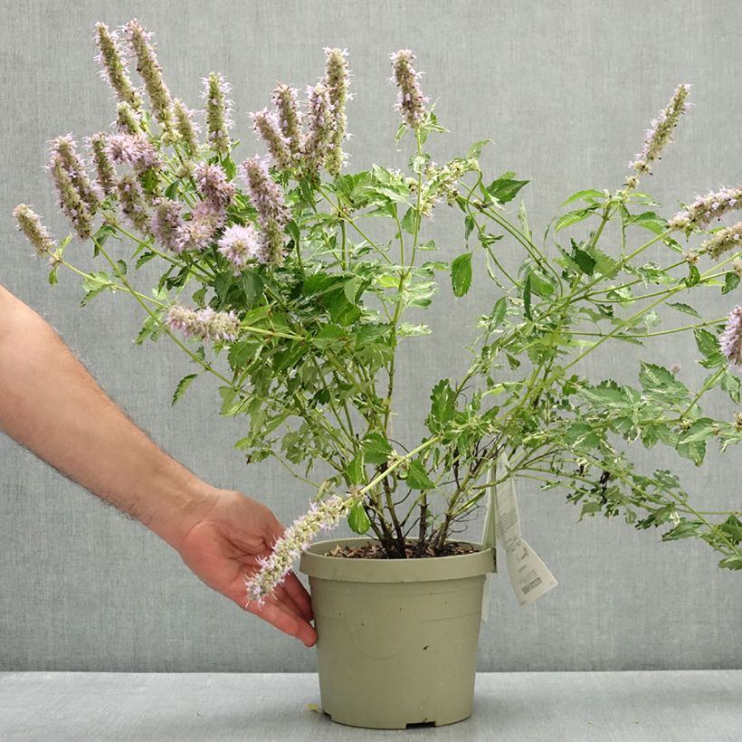 Spécimen de Agastache Beelicious Pink Pot de 3L/4L tel que livré en été