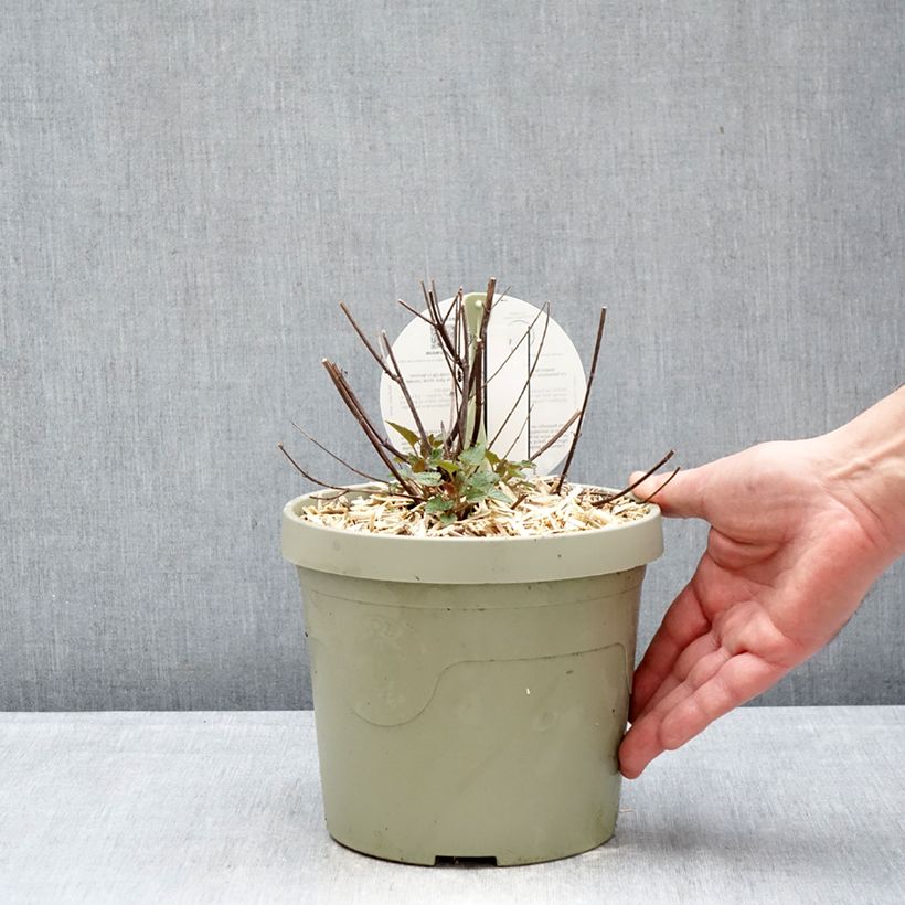 Example of Agastache Beelicious Pink Pot de 3L/4L as you get in hiver