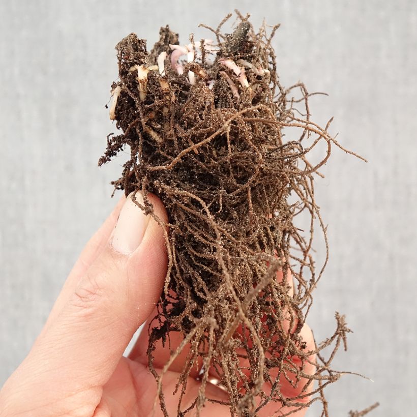 Spécimen de Agastache Black Adder Racines nues tel que livré en hiver