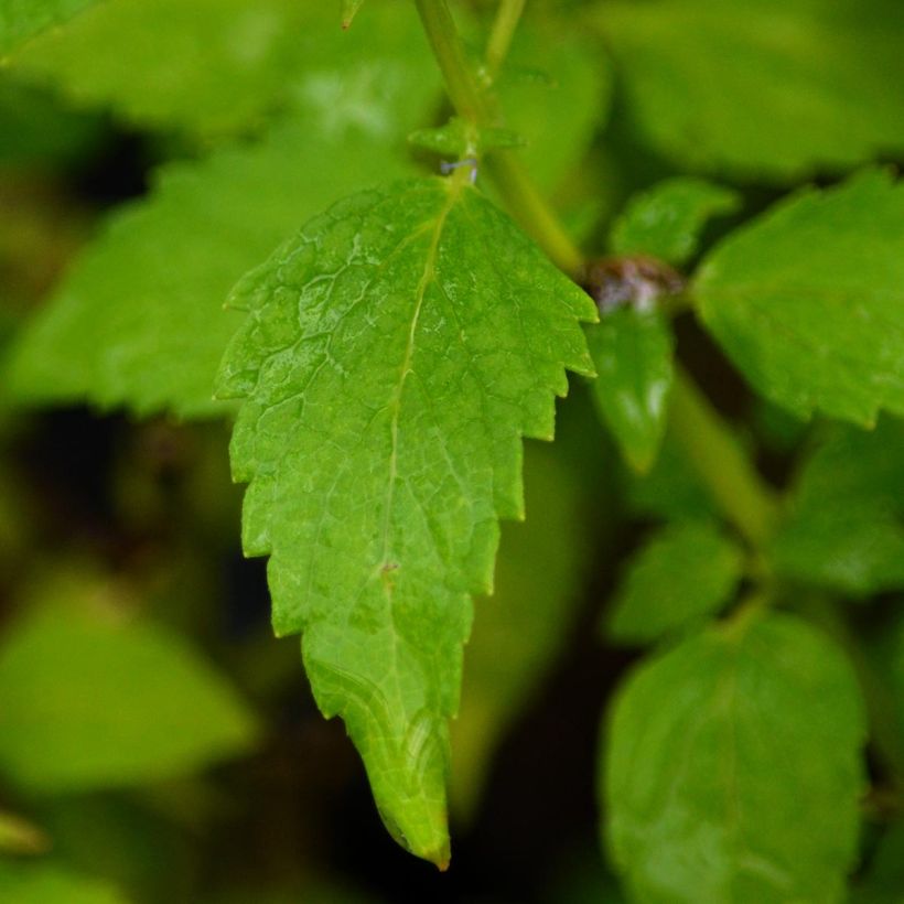 Agastache Blue Fortune (Foliage)