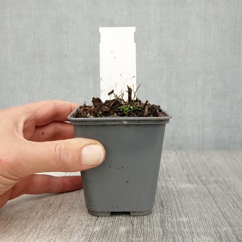 Example of Agastache cana Godet de 8/9 cm as you get in printemps