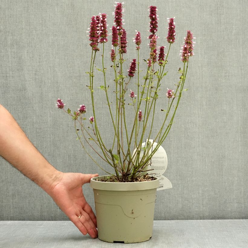 Spécimen de Agastache Crazy Fortune Pot de 3L/4L tel que livré en été