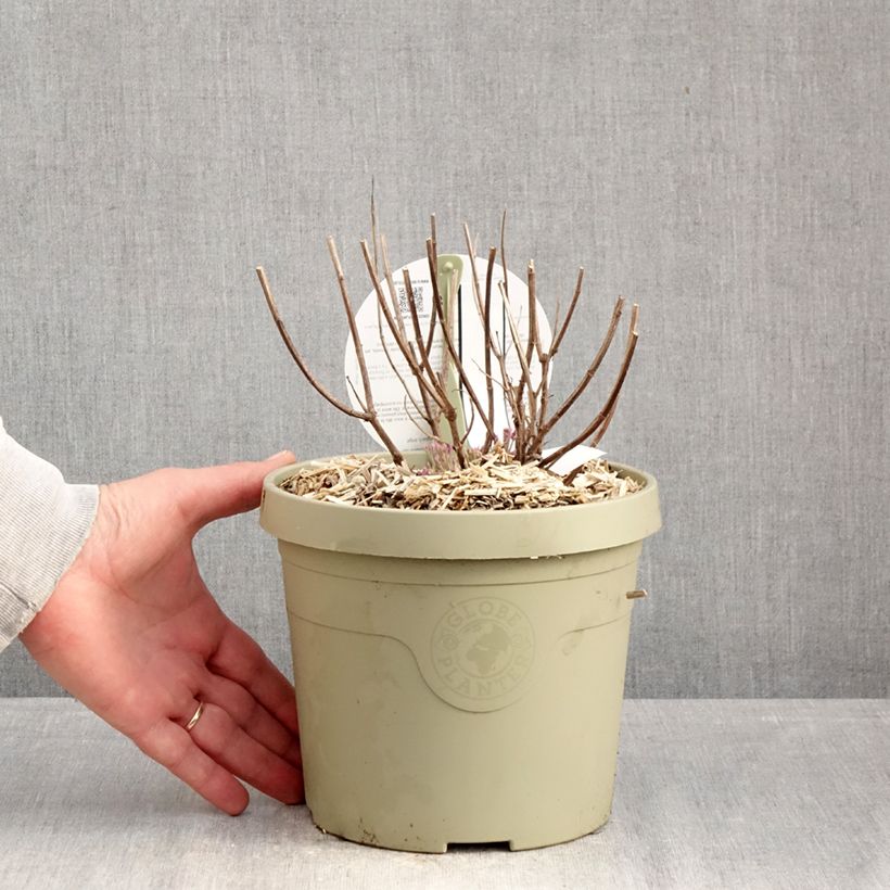 Example of Agastache Crazy Fortune Pot de 3L/4L as you get in hiver