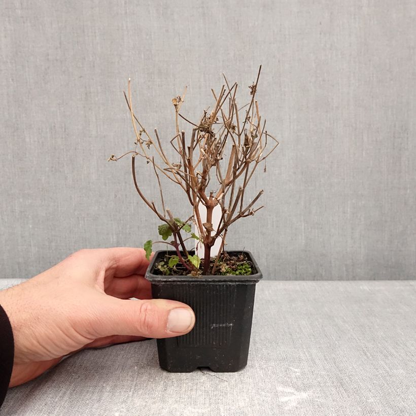 Spécimen de Agastache foeniculum Celestia - Hysope anisée Godet de 8/9 cm tel que livré en hiver