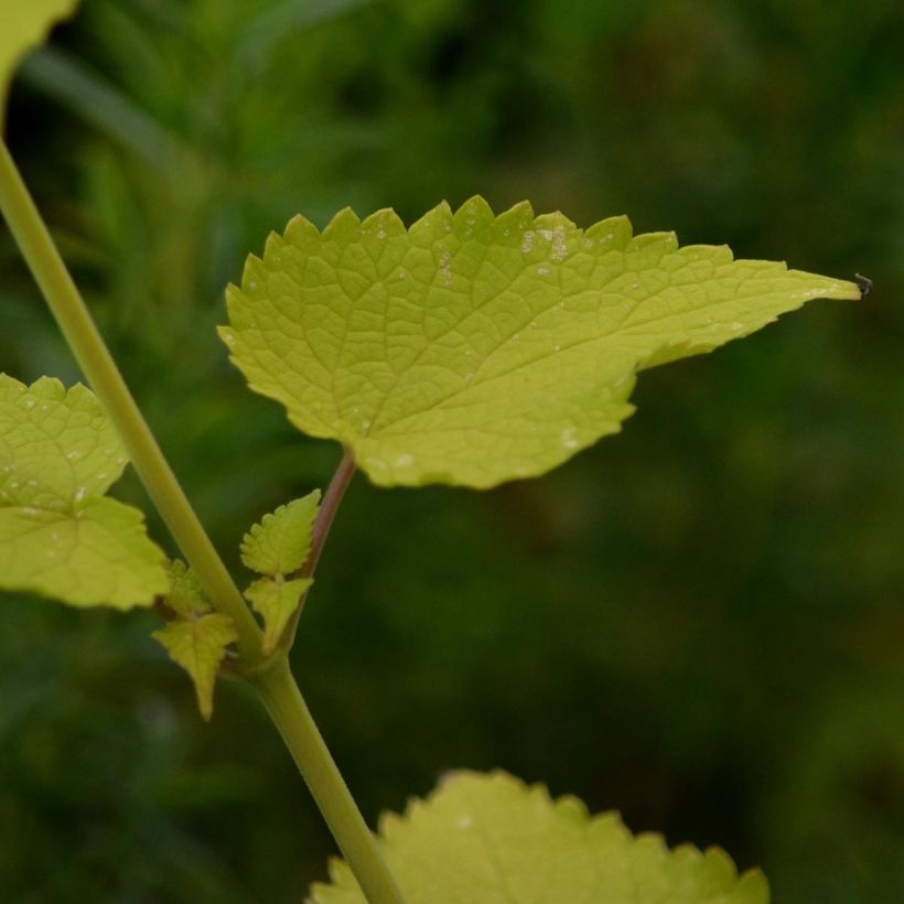 Agastache fenouil Golden Jubilee (Foliage)