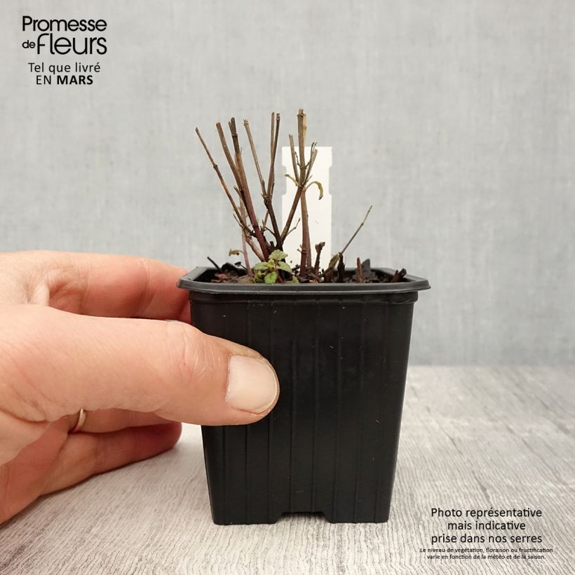 Example of Agastache Kudos Coral - Agastache hybride rouge corail. Godet de 8/9 cm as you get in printemps