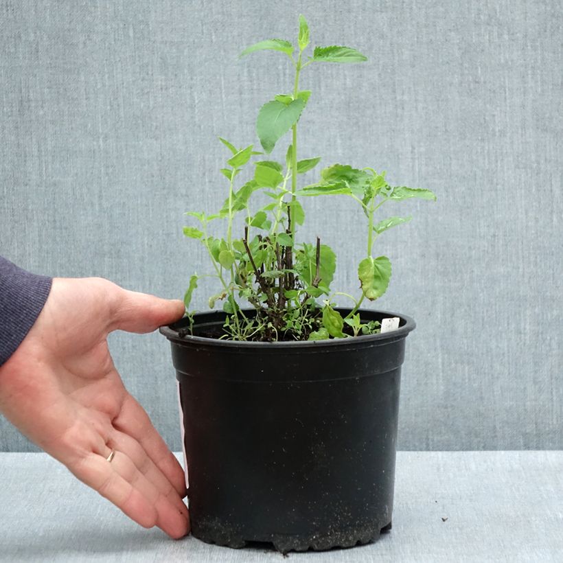 Example of Agastache mexicana Red Fortune Pot de 2L/3L as you get in printemps