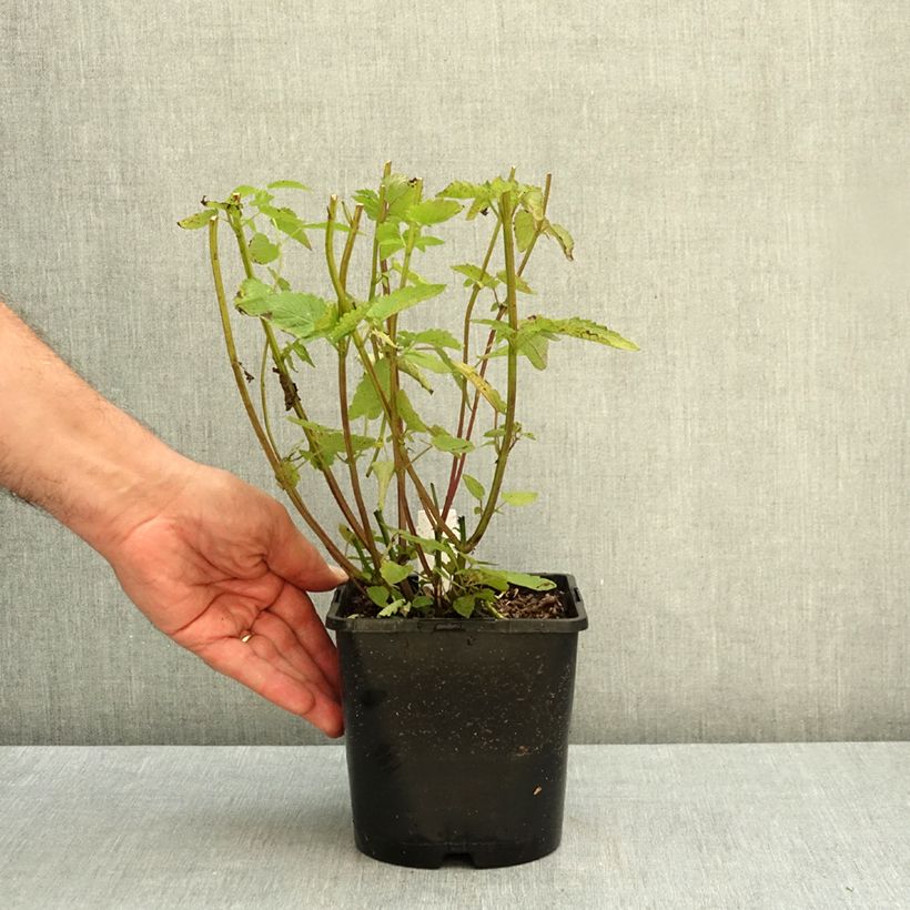 Spécimen de Agastache rugosa Little Adder Pot de 2L/3L tel que livré en automne